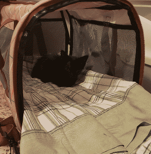 steve sleeping on his carrier